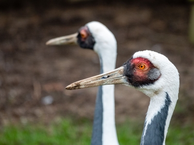 White-naped crane - De Zonnegloed - Animal park - Animal refuge centre 